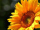 Setembro Amarelo