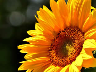 Setembro Amarelo